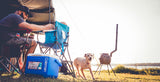 Tierheim, Hund, Erwachsener, Mann, Person