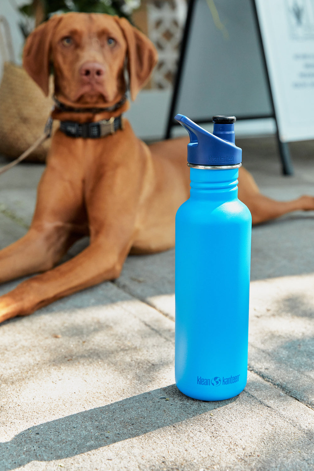 Flasche, Wasserflasche, Hund, Säugetier, Haustier