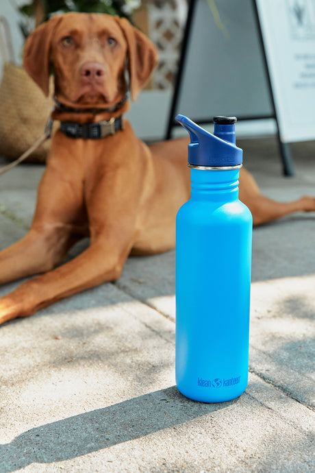 Flasche, Wasserflasche, Hund, Säugetier, Haustier