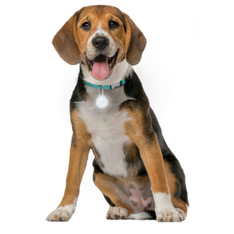 Hund, Haustier, Beagle